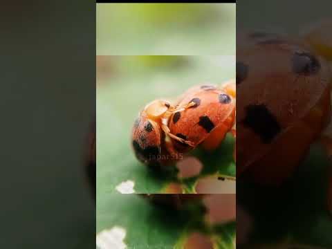menemukan kepik ladybug setelah hujan deras