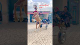 An Example of Beauty: The Horse’s Gait.