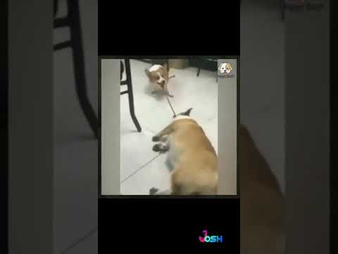 மகாமகா சோம்பேறிகள்😂🙄😉