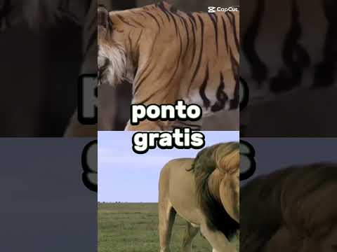 leão vs tigre (refeito)