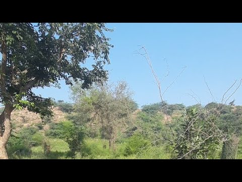Radharani ki apar kripa se 🦚 is live. Goverdhan ji