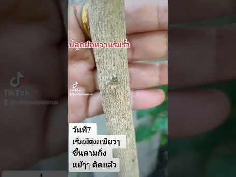 ปลูกผักหวานป่าริมรั้ว ไม่ต้องเข้าป่าปลูกเองที่บ้านได้จ้า