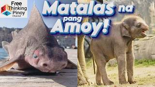 NEW🌟 Part 2 Pinaka MALAKAS na PAKIRAMDAM: Shark, Snake & Elephant | SUPER SENSES