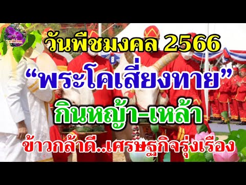 วันพืชมงคล 2566 "พระโค" กินหญ้า-เหล้า น้ำท่า ธัญญาหาร ผลาหารบริบูรณ์ เศรษฐกิจดี