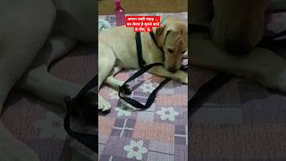 #shorts #shortvideo #youtubeshorts #viral #doglovers #puppyvideos #labrador #geetakumari