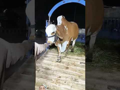 Ma Sha Allah#cow #bull #cattle #love #goat #bakramandi #animals #trending #new #viral
