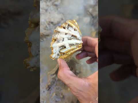 big and beautiful gold nugget found #goldhunter