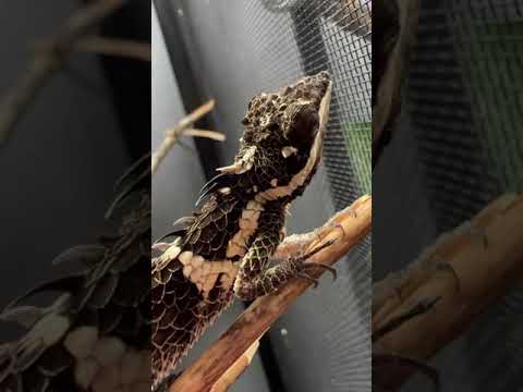 Rare PREHISTORIC Lizards You’ve Never Seen Before *CRAZY* #shorts #animals #reptiles #science