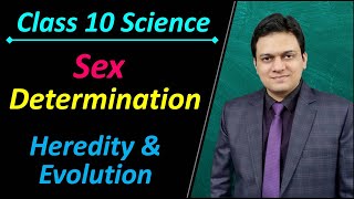 How sex of a newborn is determined in humans Class 10 Science