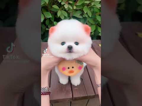 คลิปฮาๆน้องแมว - NO.1 #คลิปแมว