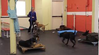 Dog Training | Multi dog training session | Solid K9 Training Dog Training