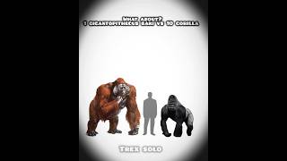 what about 1 gigantopithecus vs 10 gorilla #trending #information #memes #paleontology #dinosaur
