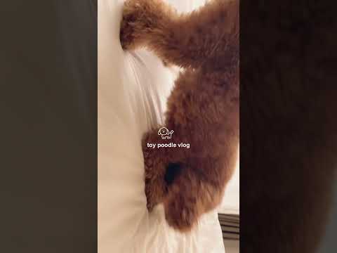 トイプードルの日常vlog🐶🎀 #トイプードル  #vlog #日常vlog #犬のいる暮らし