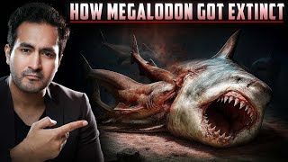 How Did The Megalodon Go Extinct?