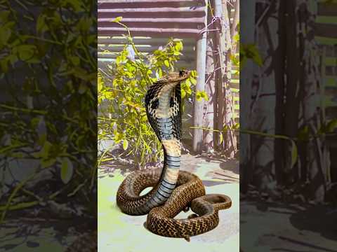 The boy is transform snake shape naagin transformation #naagin7 #shorts @Handbasket-tv