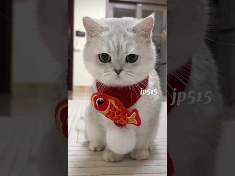 Apakah aku sudah cukup imut untuk diajak bermain ? 🥰💝 #cute #kawaii #cat #pets #catlover