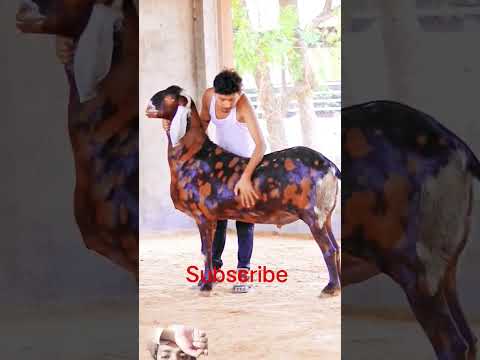 Ma Sha Allah lovely bakray#goat #horse #animals #cow #cute #bakramandi #bakraeid #bakraeid #