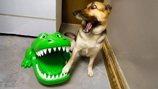 Over-Dramatic Animals Who Deserve an Oscar 😂 Funniest Animal Videos 2025