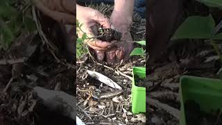 Straw bale tomato