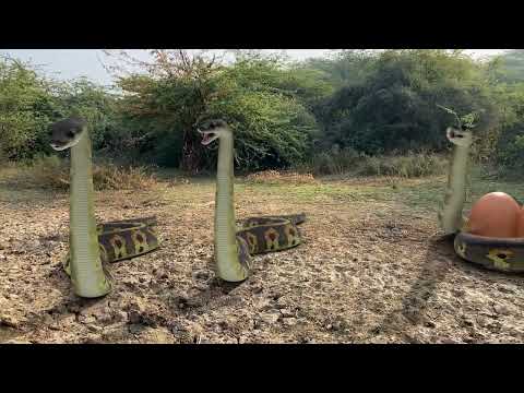 Anaconda Snake In Real 4 Life HD Video