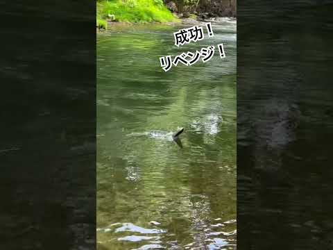 リベンジ成功！先週バラシたやつでは？♯北海道♯ニセコ♯渓流釣り♯延べ竿♯餌釣り♯札幌近郊♯虹鱒♯レインボートラウト