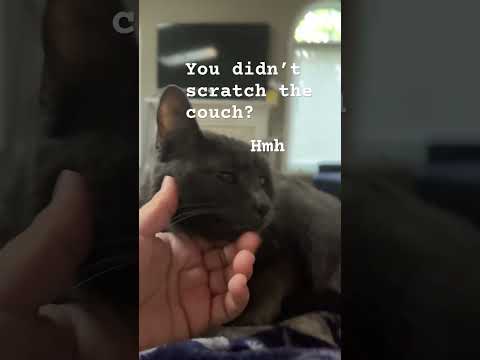 My cat being bad at a party #cat #fyp #viral  #trending #funny