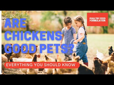 Chicken as Pets: Are Chickens Good Pets? ( HD QUALITY)