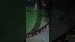 පිඹුරා #Indian Rock Python #pythonidea family #srilanka #sinharaja #shortvideo #trending #viralvideo