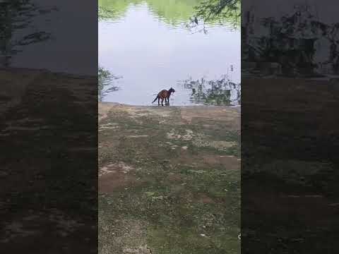 Wild Cat Catch fish So Easily