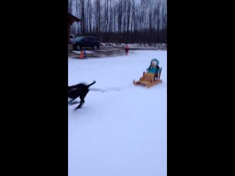 Daddy's little dog sledder