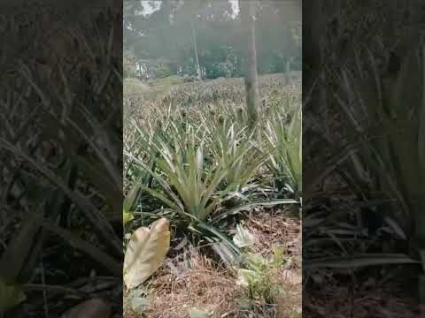 I can't stop || 😂laughing about || 🍍Pineapples farm view in forest in Kerala#
