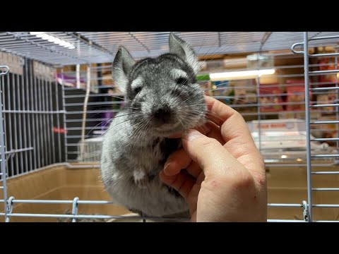 どんな態勢でもカキカキしてほしいチンチラ♪ 熱帯倶楽部吉祥寺店