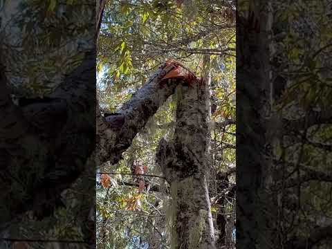 Did Bigfoot Do This??? #bigfoot #backpacking #BluffCreek