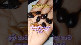 දැන් කන්න දකින්න නැති අපේ දේශීය පළතුරු.#fruit #srilankannews