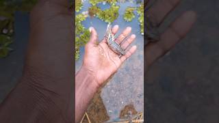 i helped fish #shorts #viral #youtubeshorts #fish #prakashvlog