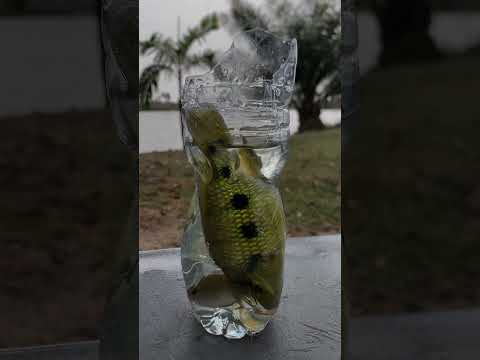 Gold fish…nature and water to help relax  #goldfish #tilapia #nature #lakeview