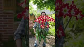Which one is your favorite among the collection of Hippeastrum and blooming flowers The ab