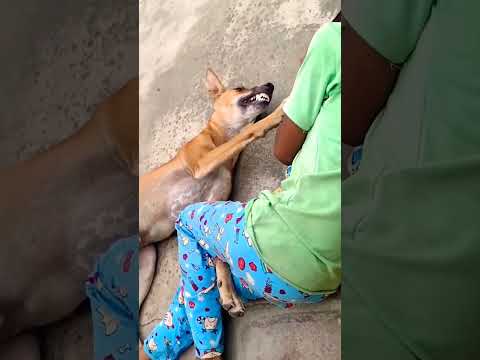 #funnyvideo ,#funnydog,#hamare_yha_aise_hi_hota_hai.😂😂 wait for end🤣🤣