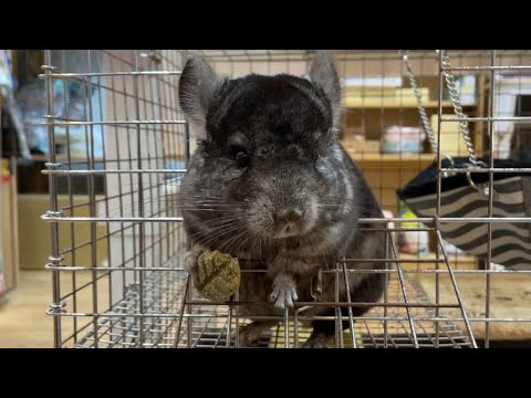 おやつを自慢げに見せながら頬張るチンチラちゃん🍪　熱帯倶楽部吉祥寺店