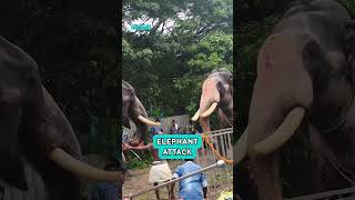 Elephant Attack #wildlife #elephants