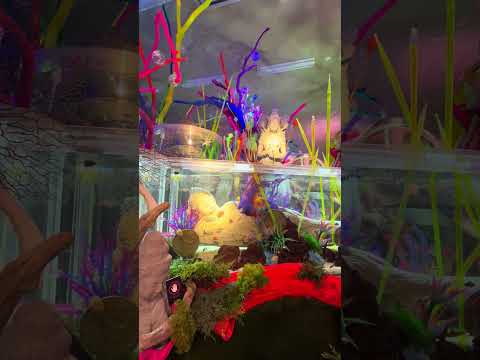 UNDER WATER SPACEアクアリウム宇宙旅行
