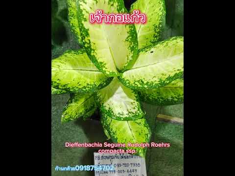 ต้นเจ้ากอแก้ว-Dieffenbachia segiun Rudolph Roehers compacta ssp.