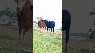 Cow reaction video #deshi #comedy #bihar #power#vid