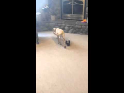 Veteran Service Dogs - Labs for Liberty