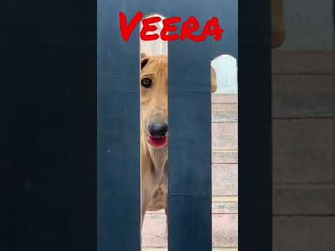Veera kanni dog | dog eyes | dog scary eyes fiery eyes