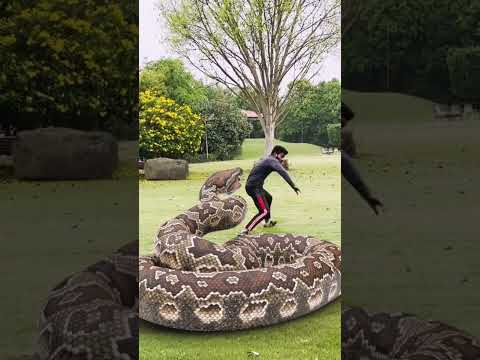 Big python snake chase 3 #shorts