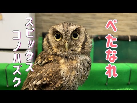 スタッフおすすめ‼︎べたなれスピックスコノハズクちゃん♪（熱帯倶楽部東川口本店）