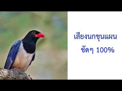 เสียงนกขุนแผนหรือนกสาลิกาดง Red-billed blue magpie ชัดๆ 2021