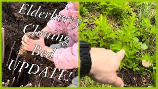 Elderberry Cloning Bed UPDATE!