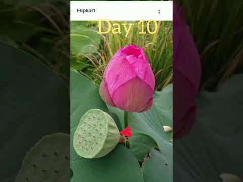 #kamal ke phool ki video #the natural flower # b all videos